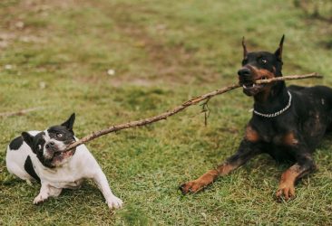 pexels-aysun-kahraman-oktem-3890106-5938325