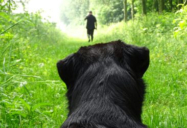 pexels-gaetanverbrugghe-396439